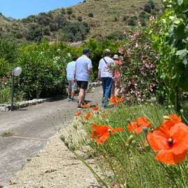 Messina: City Tour, Winery Visit, and Wine Tasting